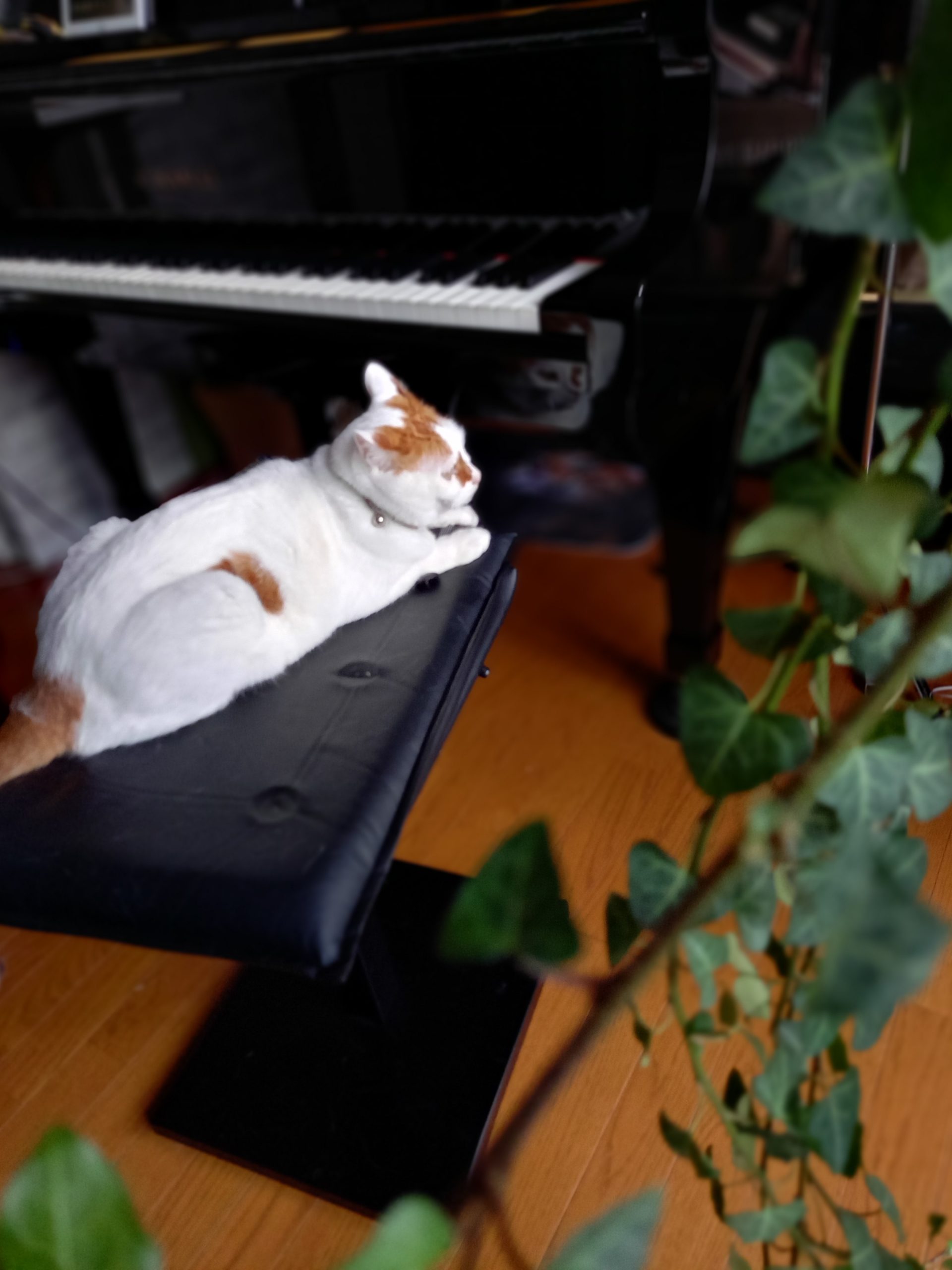 ピアノと猫 2